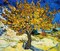 The Mulberry Tree 1889 Poster Print by Vincent Van Gogh - Item # VARPDX374565